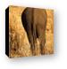 Elephant butt Canvas Print