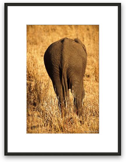 Elephant butt Framed Fine Art Print