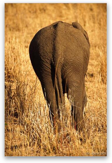 Elephant butt Fine Art Metal Print