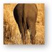 Elephant butt Metal Print