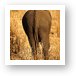Elephant butt Art Print