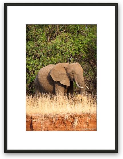 African Elephant Framed Fine Art Print