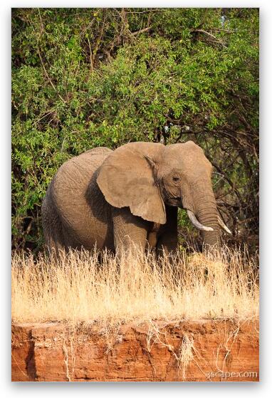 African Elephant Fine Art Metal Print