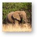 African Elephant Metal Print