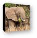 Elephant eating grass Canvas Print