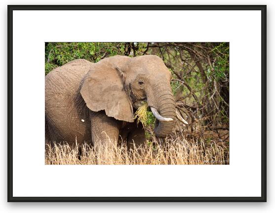 Elephant eating grass Framed Fine Art Print