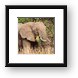 Elephant eating grass Framed Print