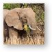 Elephant eating grass Metal Print