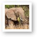 Elephant eating grass Art Print