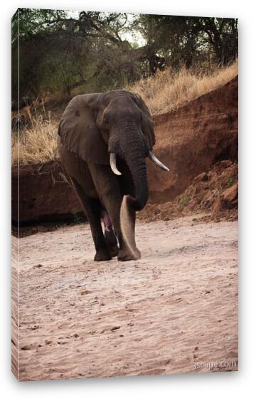 Elephant cooling himself off with sand Fine Art Canvas Print