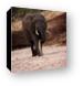 Elephant cooling himself off with sand Canvas Print