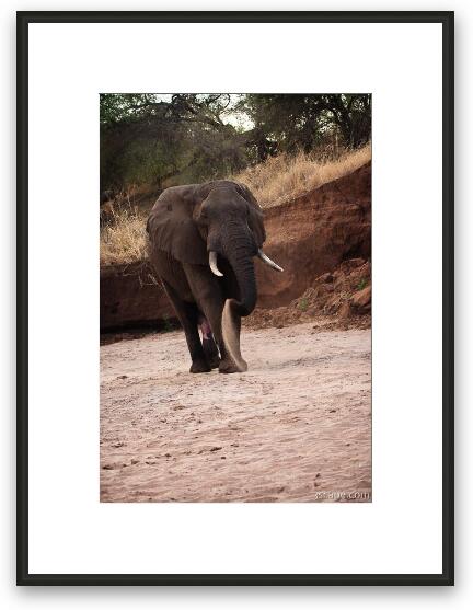 Elephant cooling himself off with sand Framed Fine Art Print