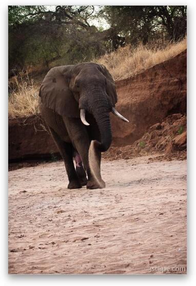 Elephant cooling himself off with sand Fine Art Metal Print
