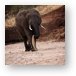 Elephant cooling himself off with sand Metal Print