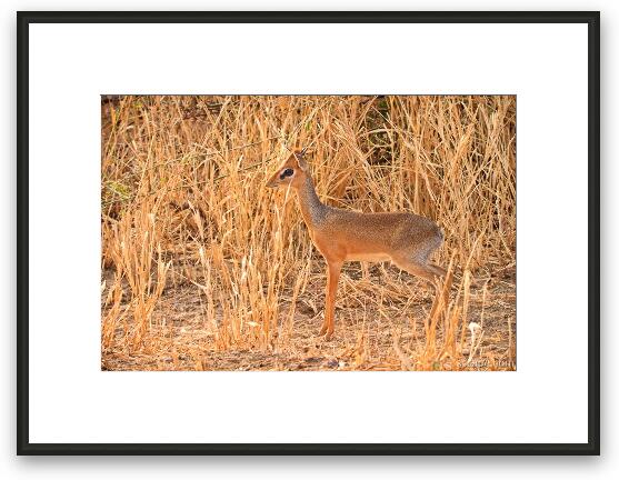 Kirk's Dik Dik Framed Fine Art Print