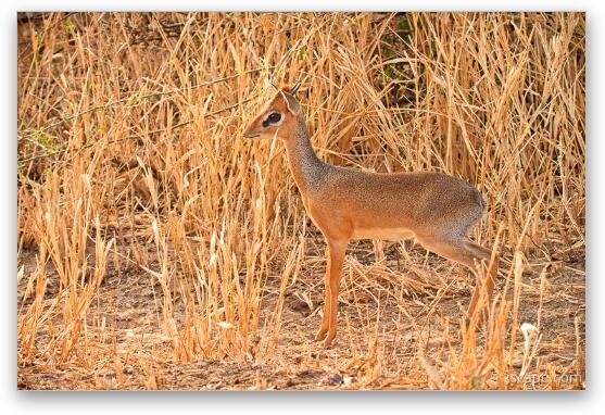 Kirk's Dik Dik Fine Art Print