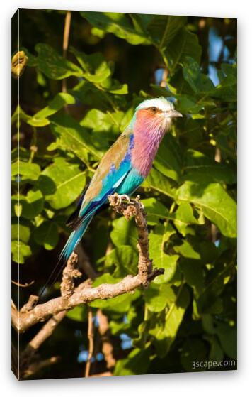 Lilac-breasted Roller Fine Art Canvas Print