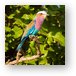 Lilac-breasted Roller Metal Print