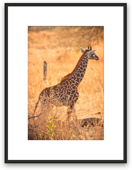 Baby Masai Giraffe Framed Fine Art Print