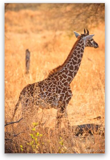 Baby Masai Giraffe Fine Art Metal Print