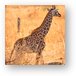 Baby Masai Giraffe Metal Print
