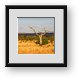Buy Framed Print