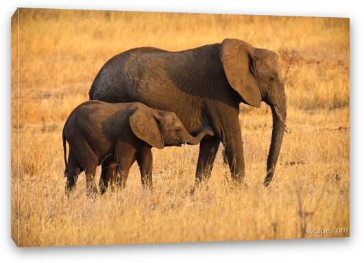 Mother and Baby Elephants Fine Art Canvas Print