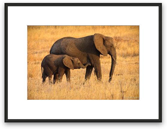 Mother and Baby Elephants Framed Fine Art Print