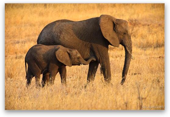 Mother and Baby Elephants Fine Art Metal Print