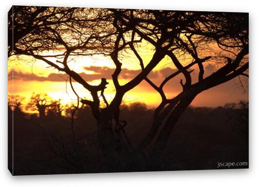 Sunset amongst Boabab and Acacia trees Fine Art Canvas Print