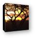 Sunset amongst Boabab and Acacia trees Canvas Print