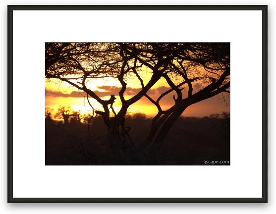 Sunset amongst Boabab and Acacia trees Framed Fine Art Print