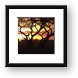 Sunset amongst Boabab and Acacia trees Framed Print