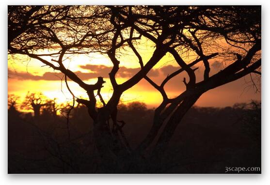 Sunset amongst Boabab and Acacia trees Fine Art Metal Print
