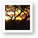Sunset amongst Boabab and Acacia trees Art Print