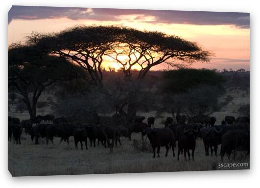 Herd of buffalo at sunset by an acacia tree Fine Art Canvas Print