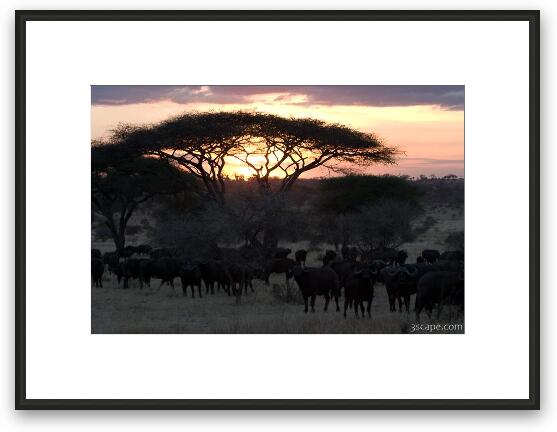 Herd of buffalo at sunset by an acacia tree Framed Fine Art Print