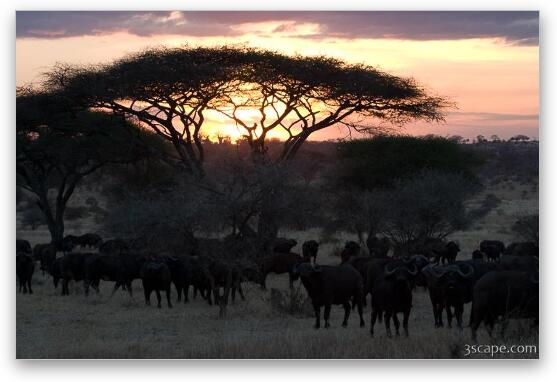 Herd of buffalo at sunset by an acacia tree Fine Art Metal Print