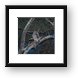 Spotted Eagle  Owl Framed Print