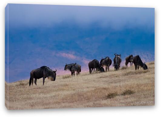 Wildebeest in Ngorongoro Fine Art Canvas Print