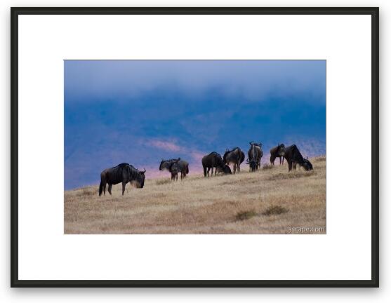 Wildebeest in Ngorongoro Framed Fine Art Print