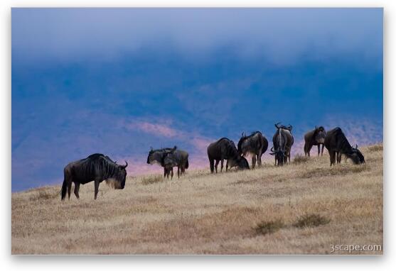 Wildebeest in Ngorongoro Fine Art Metal Print