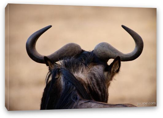 Wildebeest horns Fine Art Canvas Print