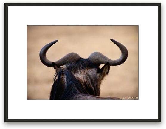 Wildebeest horns Framed Fine Art Print