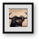 Buy Framed Print
