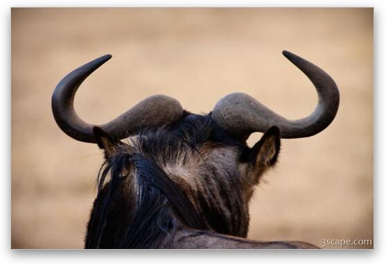Wildebeest horns Fine Art Metal Print