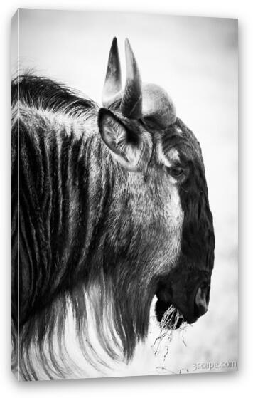 Wildebeest Fine Art Canvas Print
