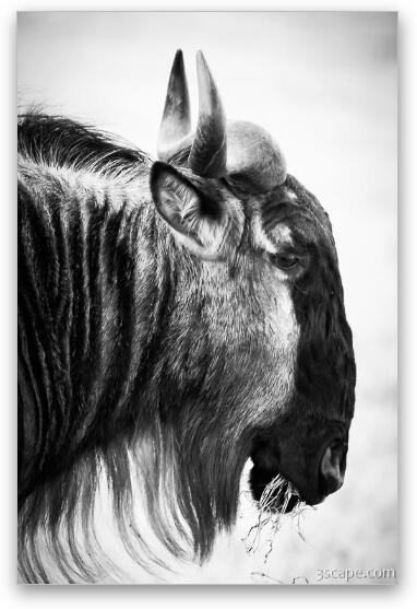 Wildebeest Fine Art Metal Print