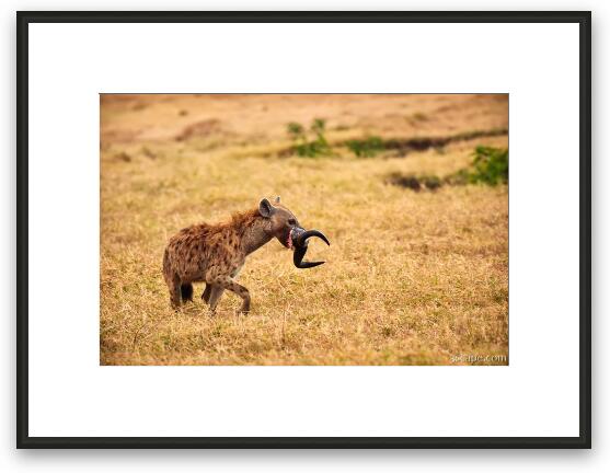 Hungry Hyena Framed Fine Art Print
