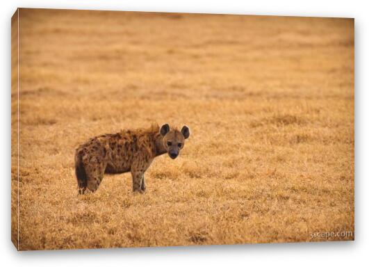 Spotted hyena Fine Art Canvas Print